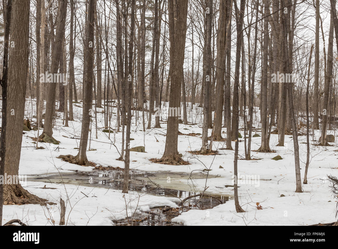 Forest landscape in winter Stock Photo - Alamy