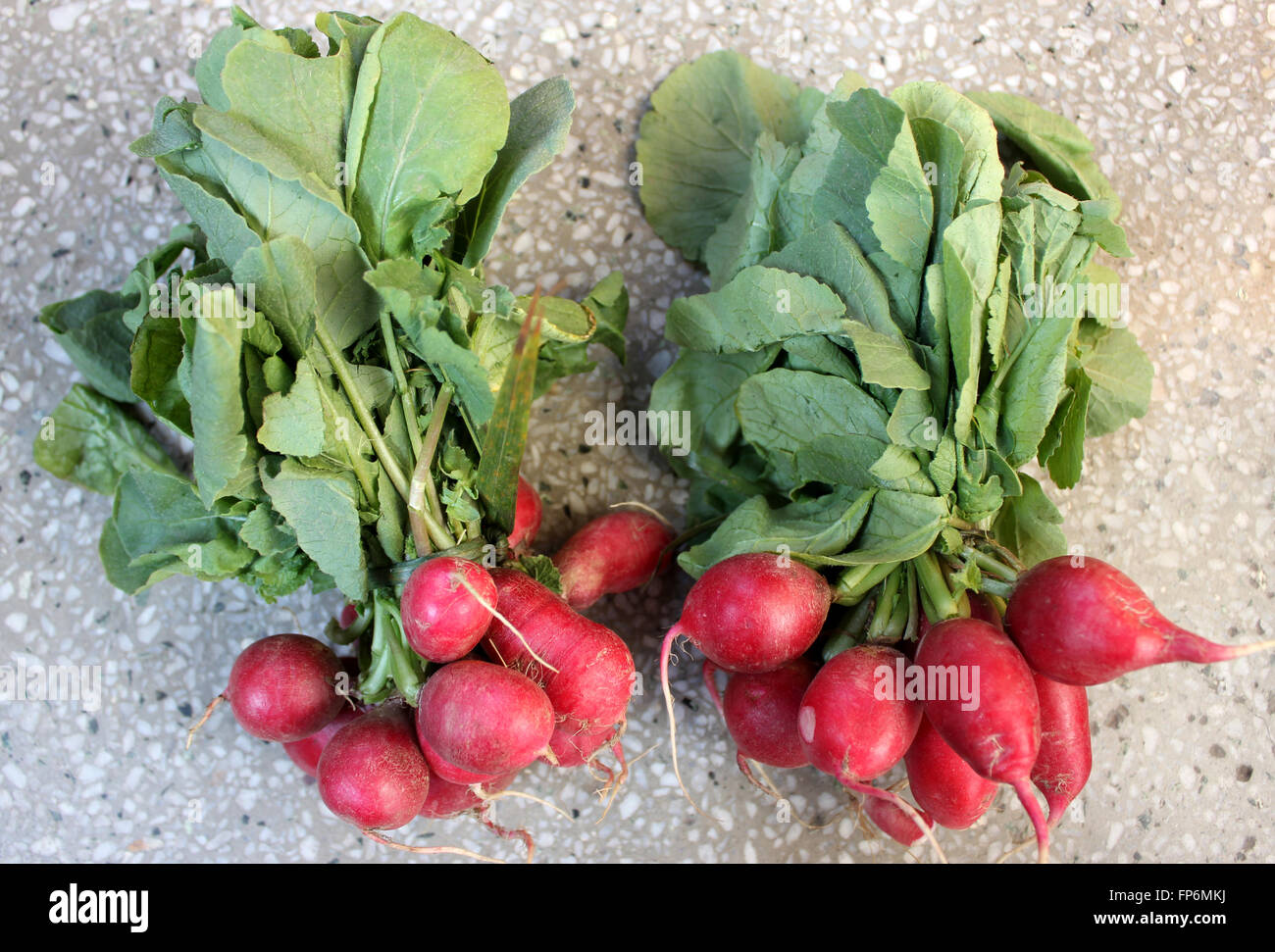 Red English Radish, Raphanus sativus, popular salad food crop with shorter leaves with few lobes, and small globose red roots Stock Photo
