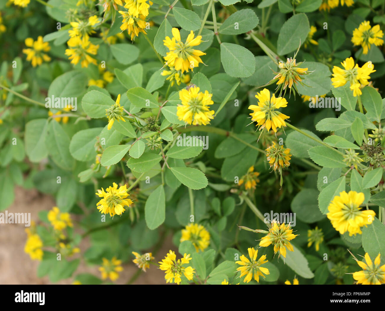 Trigonella corniculata, Sickle-fruit fenugreek, kasuri methi in India, cultivated herb with trifoliate leaves, yellow flowers Stock Photo