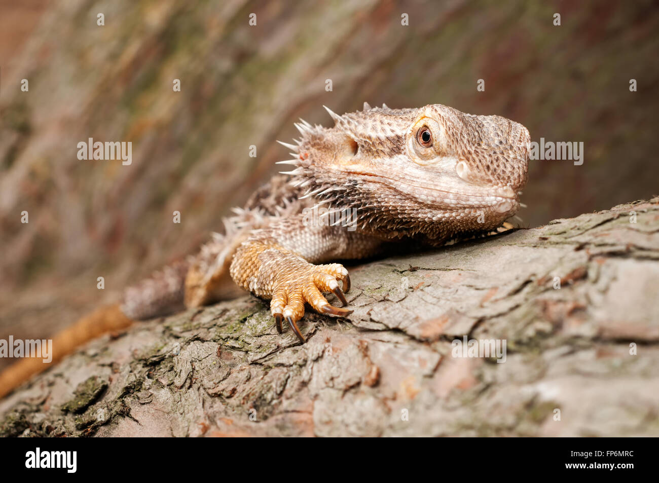 Bearded Dragon climbing a tree taken in a shallow depth of field Stock