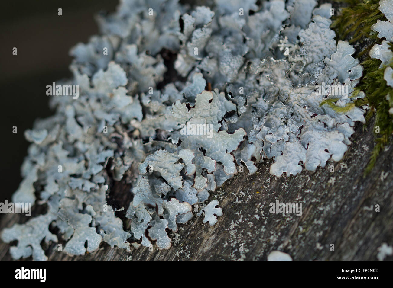 Hammered shield lichen (Parmelia sulcata) growing on a wooden post. Stock Photo