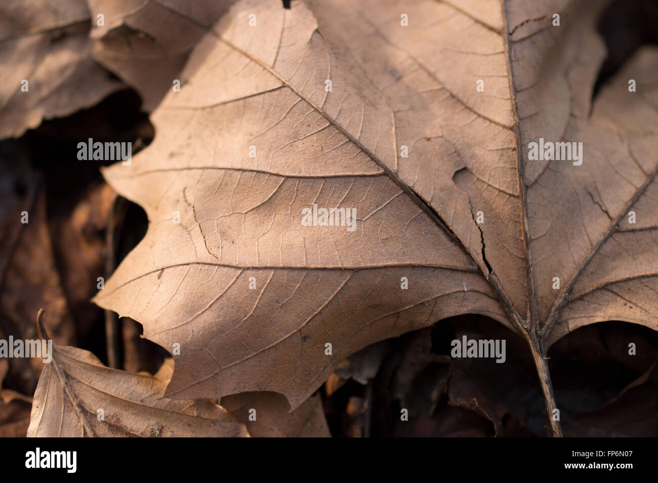 A dry brown Sycamore leaf (Acer pseudoplatanus). Stock Photo