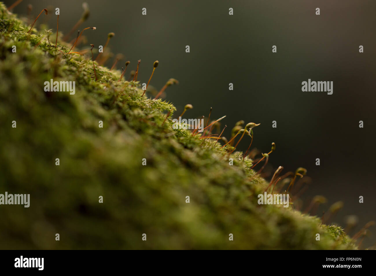A close-up of Rough-stalked Feather-moss (Brachythecium rutabulum) growing on a tree bark. Stock Photo