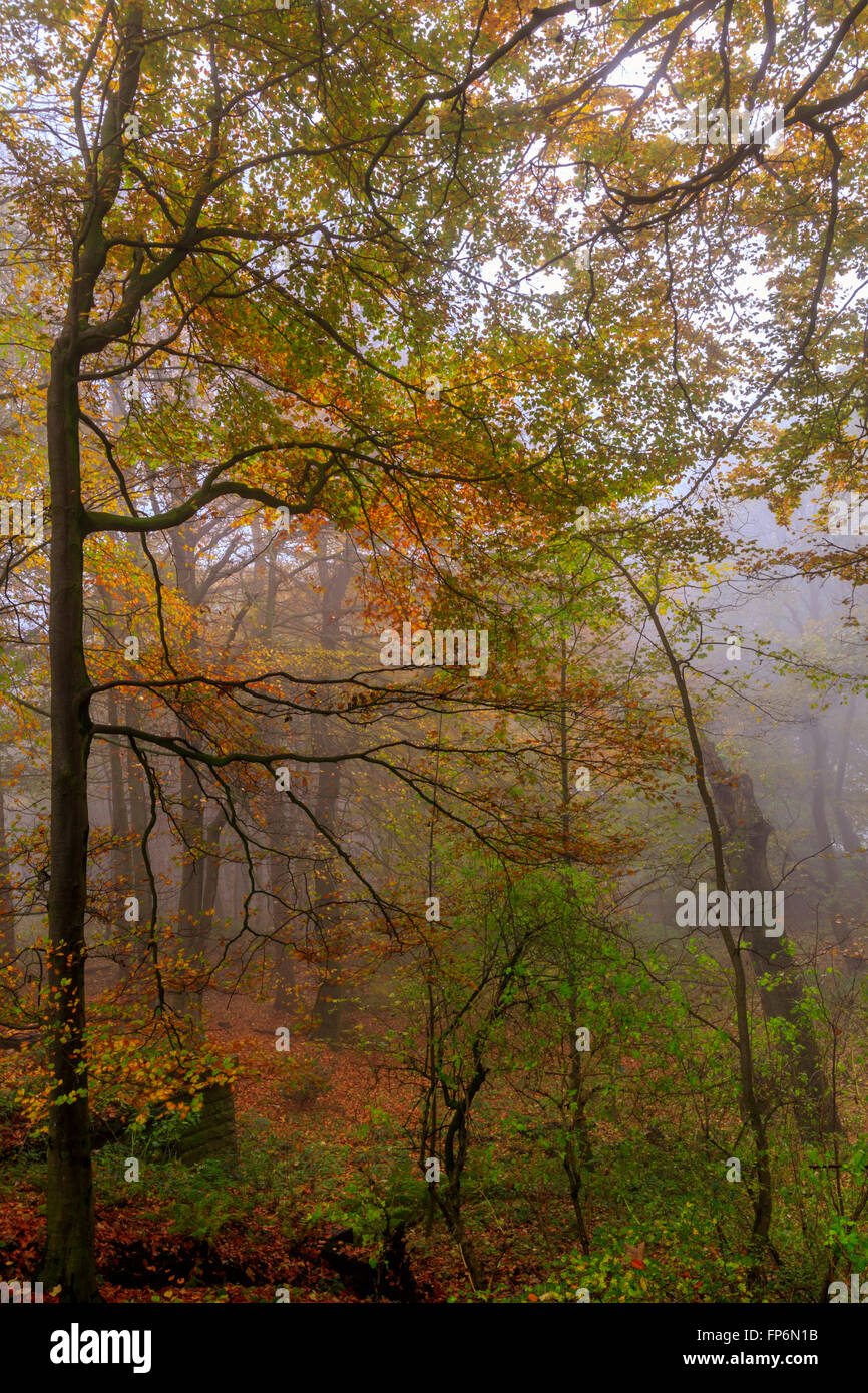 Fog and Colorful Autumn forest Leaves Stock Photo - Alamy