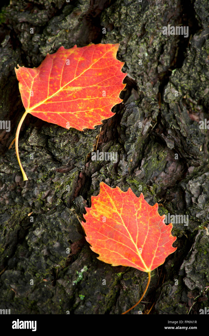 Autumn aspen leaves on tree trunk close up. Stock Photo