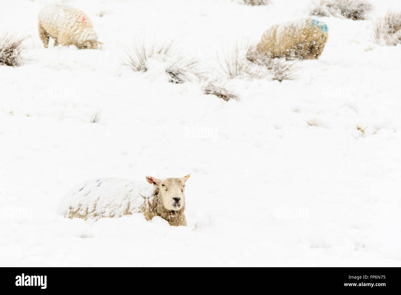 Sheep in a cold white winter Yorkshire landscape Stock Photo