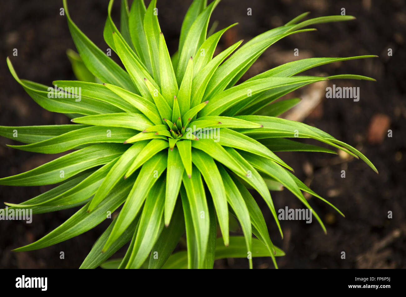 Green plant spiral nature abstract. Stock Photo