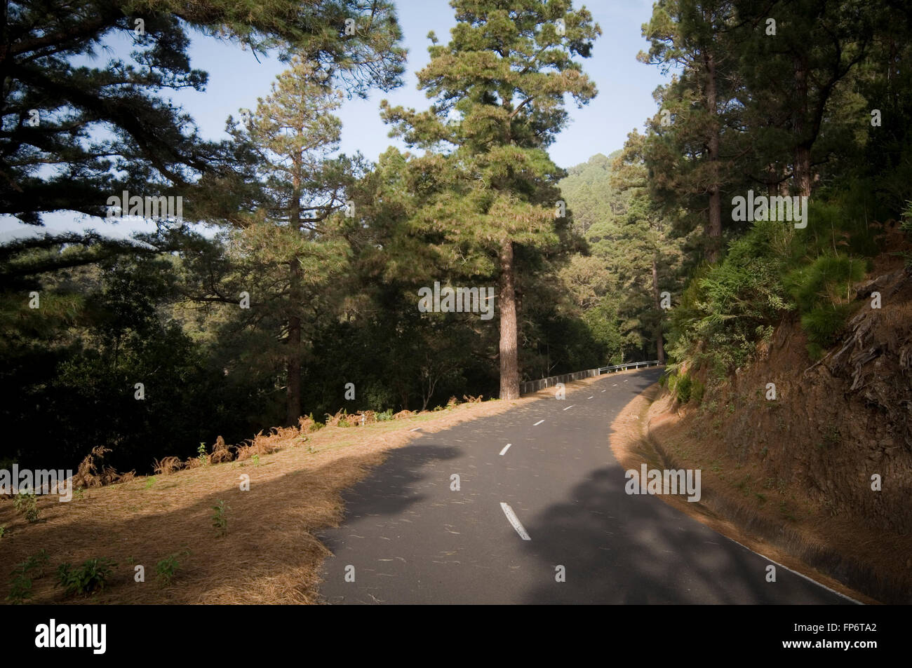 curve curved road roads corn corners sweeping bend bends forest fast forests drive driving good smooth Stock Photo