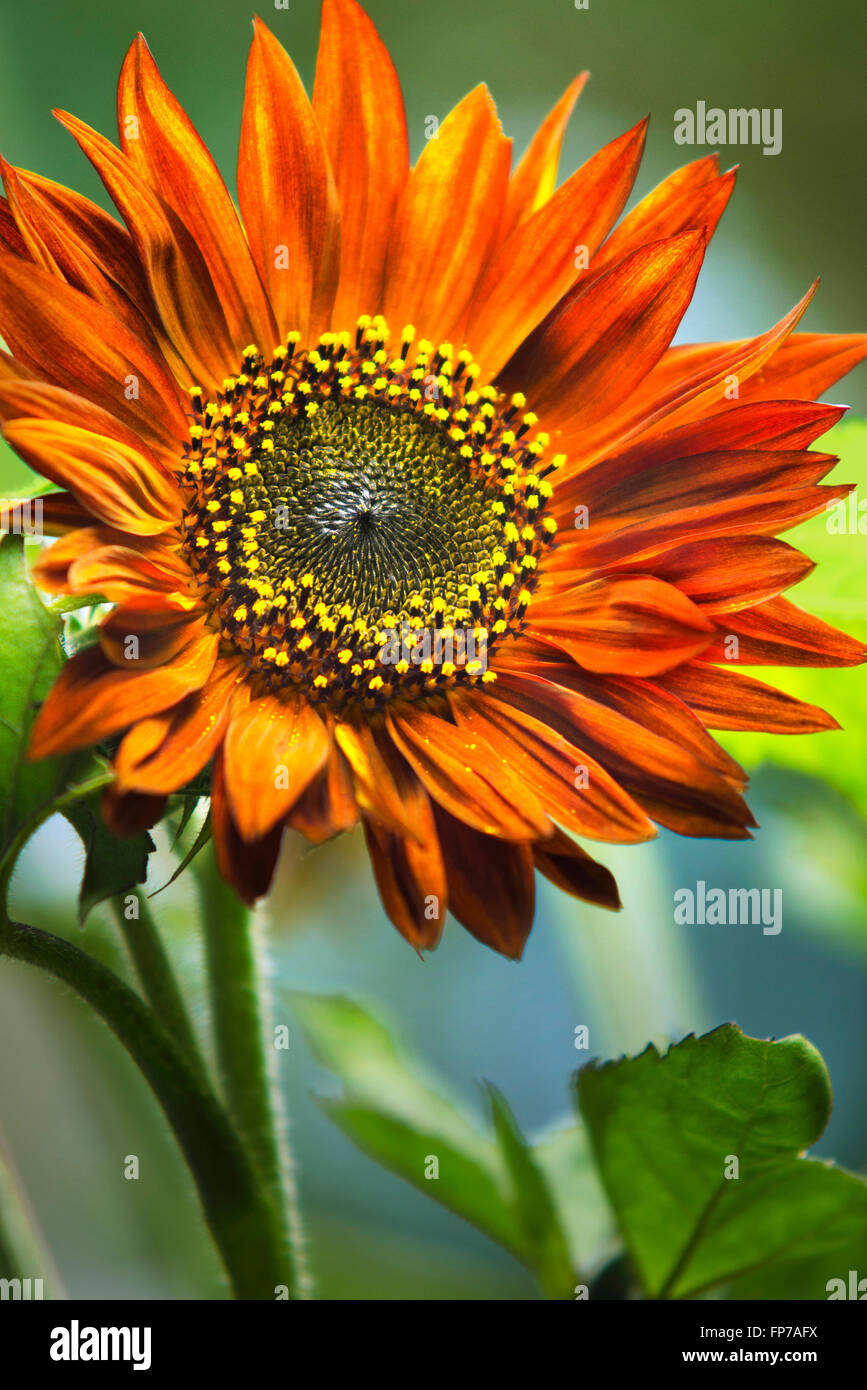 Orange sunflower in summer garden close up. Stock Photo