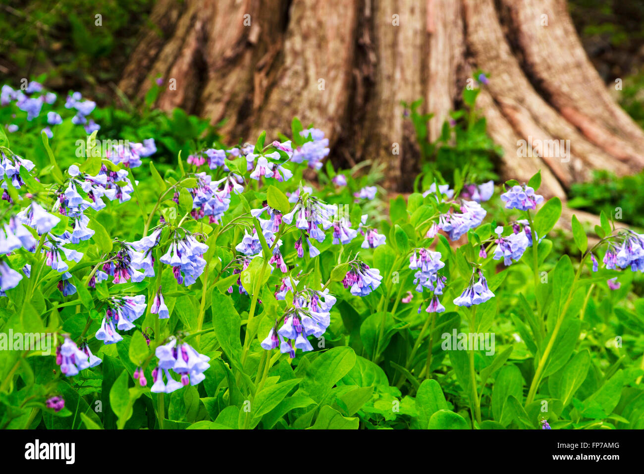 Virginia bluebell flowers blooming in spring botanical garden Stock