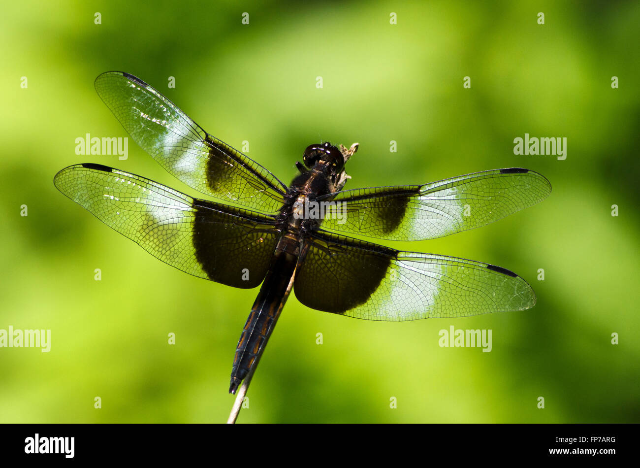 Widow skimmer dragonfly close up Stock Photo 99736436 Alamy