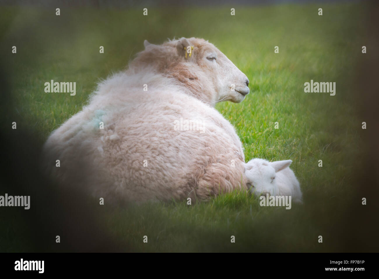 Ewe with single lamb sleeping in a field. Natural framing from blurred foreground. Wales, March Stock Photo