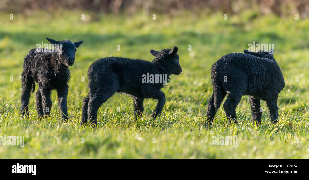 Three black lambs playing in a field in Springtime. Brecon Beacons. March Stock Photo