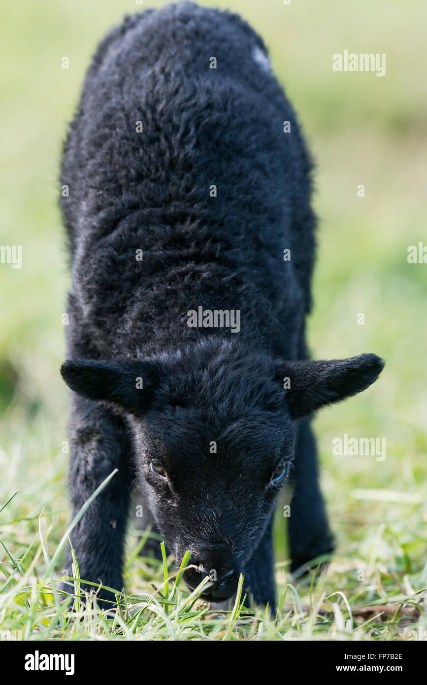 Individual black lamb in a field staring directly at the camera. Llangynidr, Wales. March Stock Photo