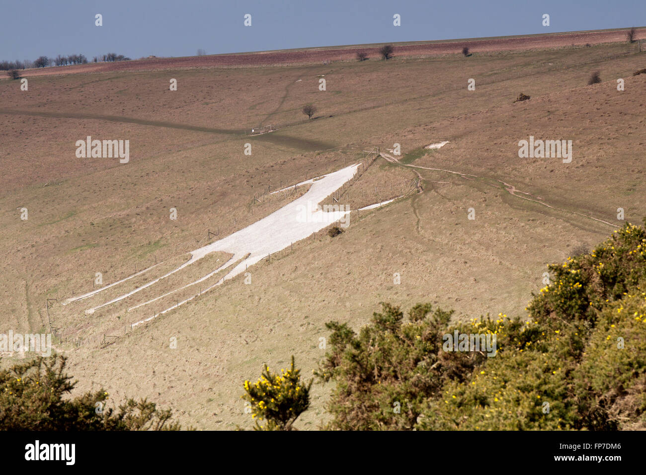 Chalk figure of white horse carved into hillside hires stock