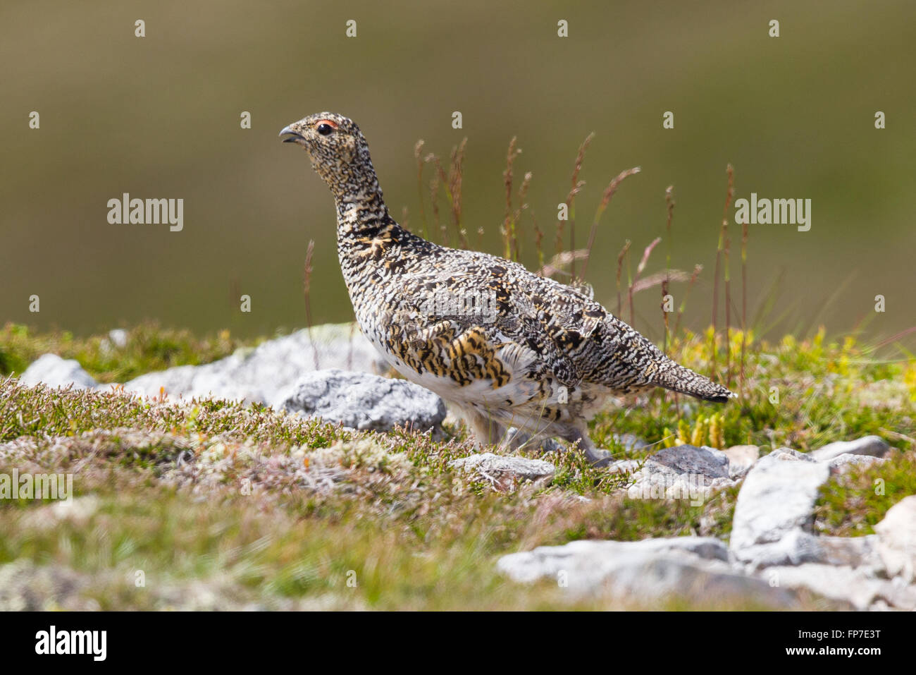 Ptarmigan, a game bird of the high mountains of Scotland and the Arctic