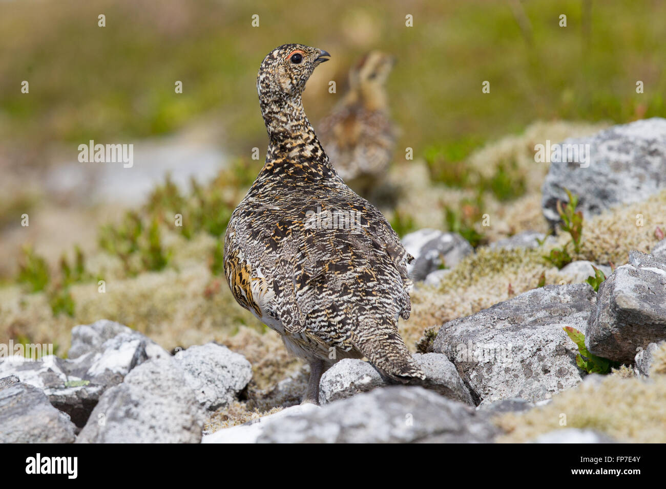 Ptarmigan, a game bird of the high mountains of Scotland and the Arctic
