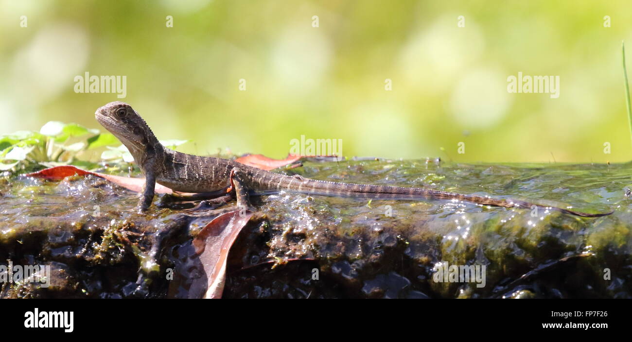 Eastern water dragon juvenile Stock Photo Alamy