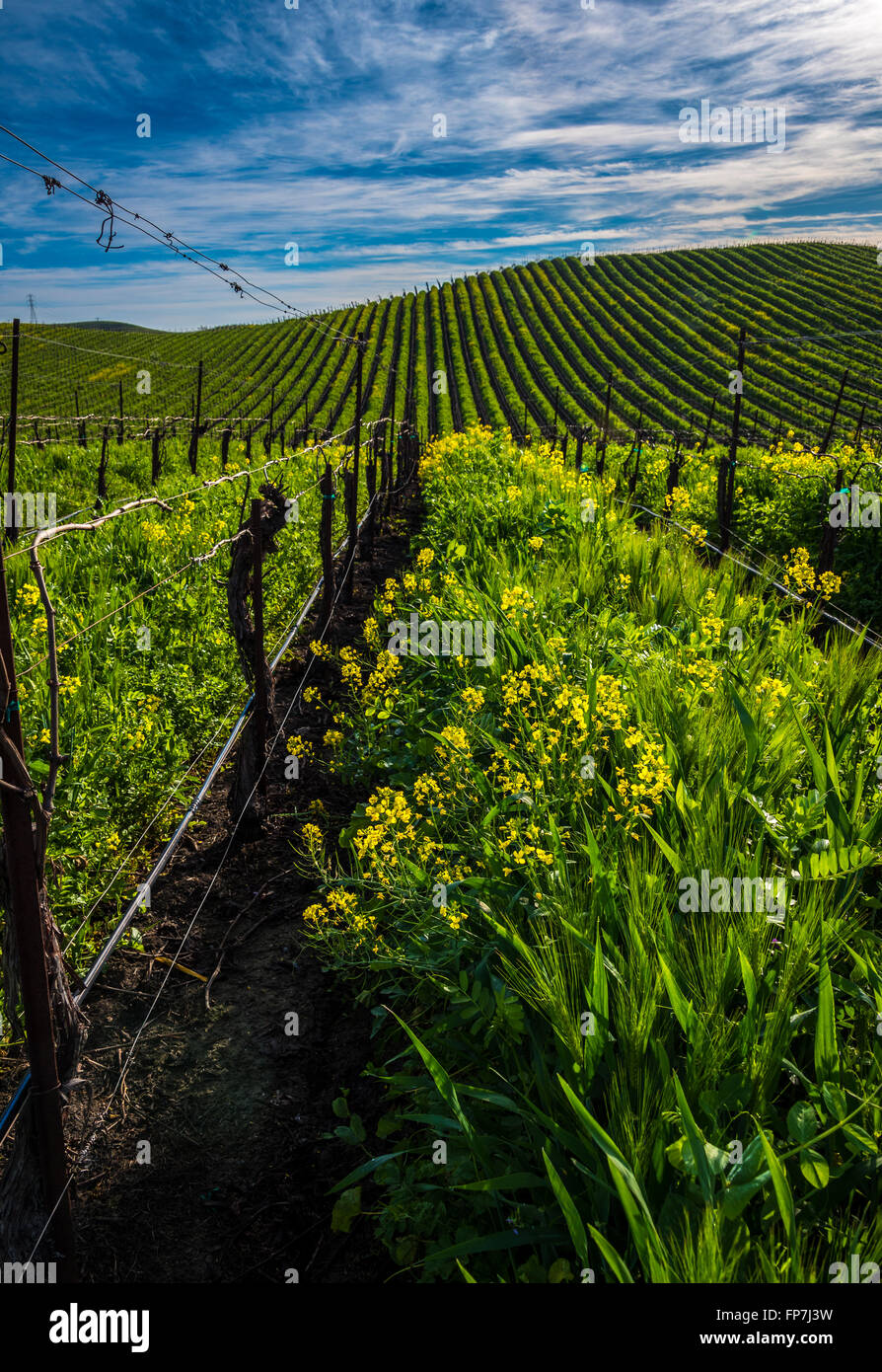 Flowering mustard in Carneros vineyards Stock Photo Alamy