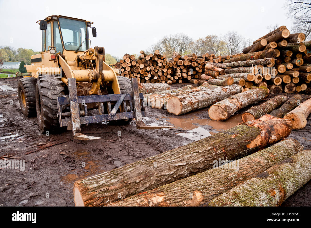 Forklift With Logs in Lumber Area Stock Photo