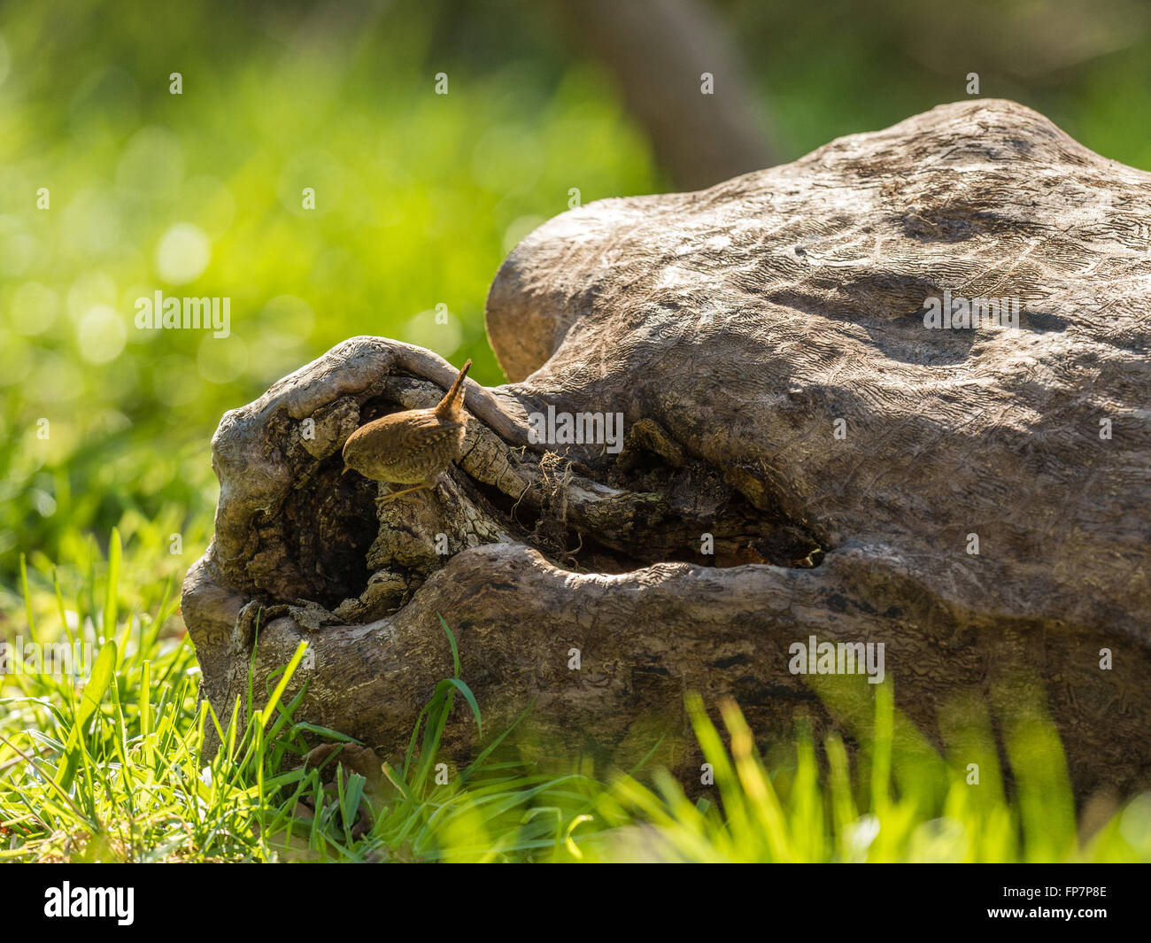 "British Wren (Troglodytidae) depicted posturing on an old dilapidated wooden tree stump" Stock Photo