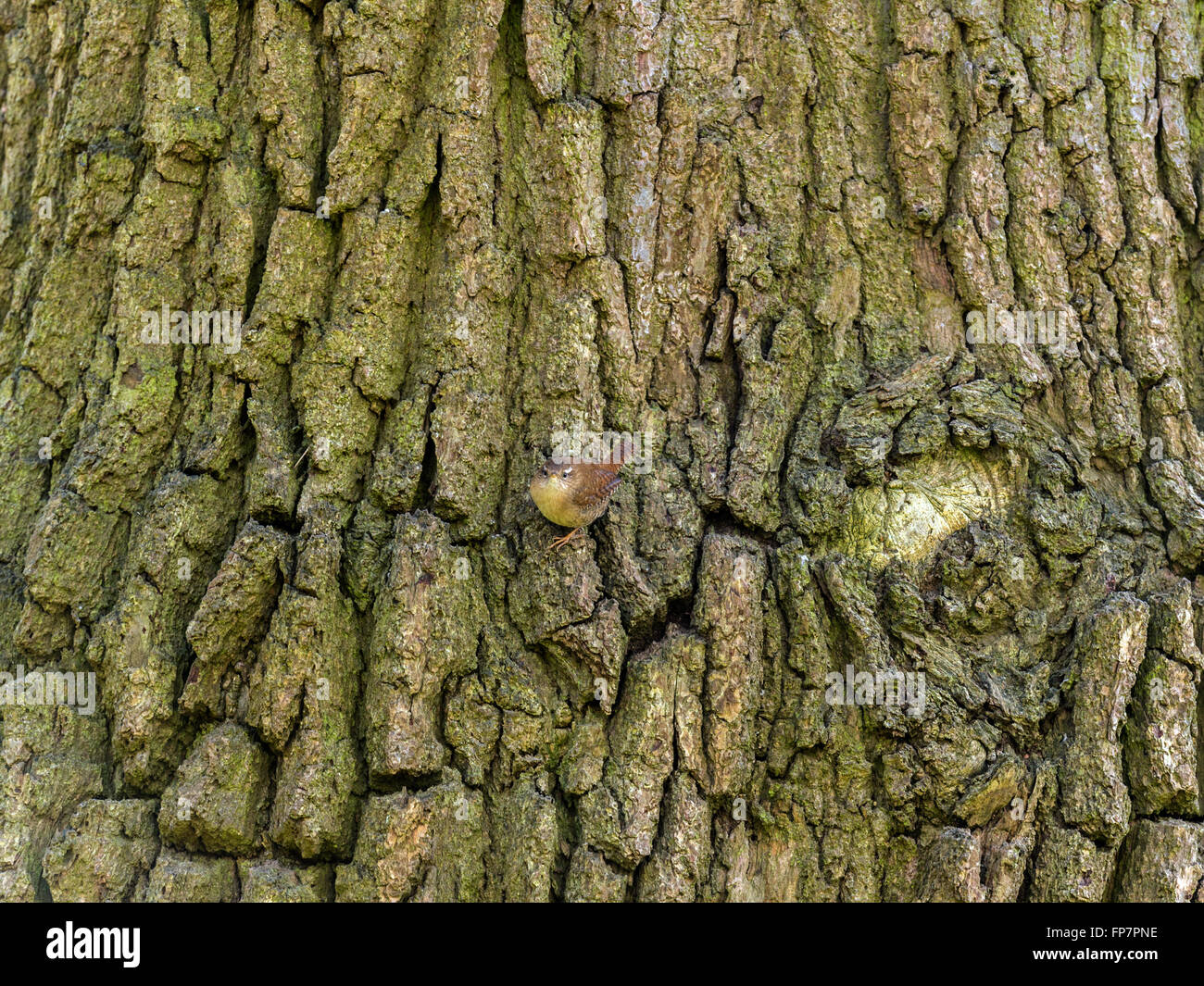 'British Wren (Troglodytidae) depicted posturing, almost invisible, blending in to the tree trunk' Stock Photo