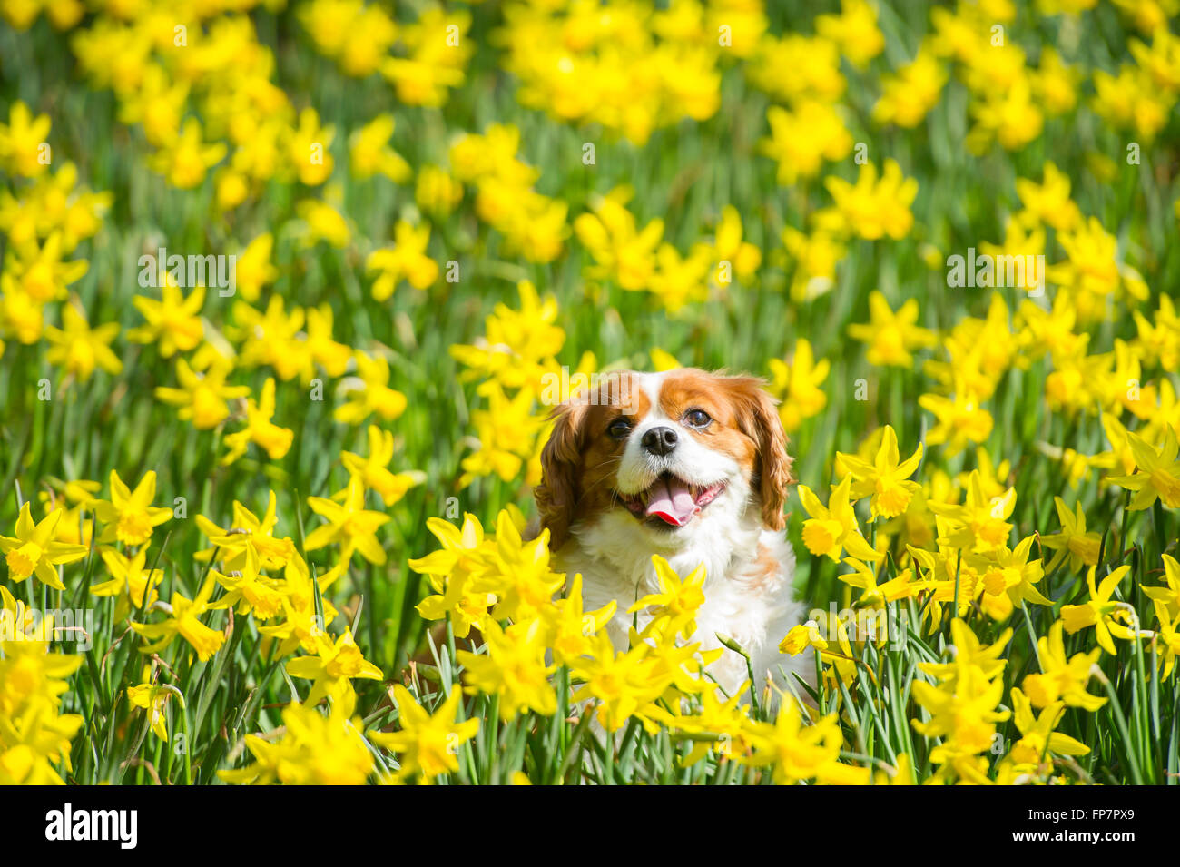 A king charles cavalier dog in a field of daffodils on a warm sunny day
