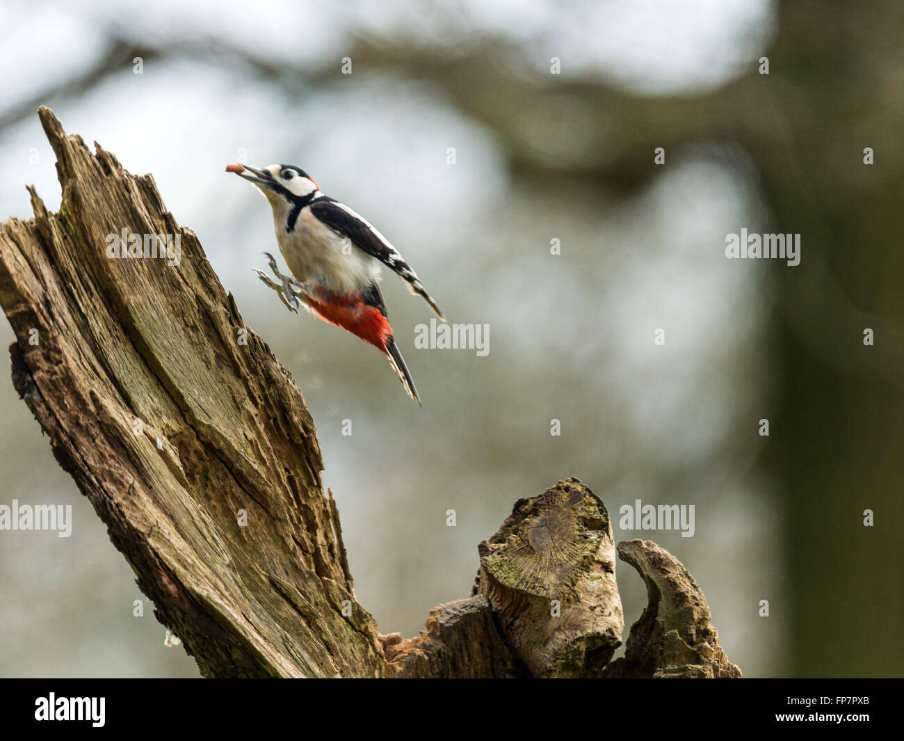 Single Great Spotted Woodpecker (Dendrocopos major) foraging in a natural woodland countryside setting. Airborne carrying food. Stock Photo
