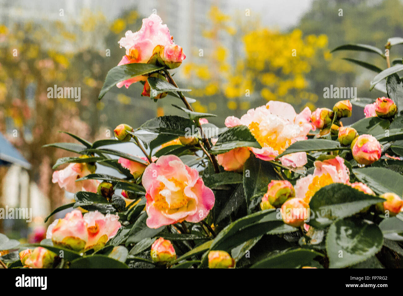 Hong Kong Flowers expo Stock Photo Alamy