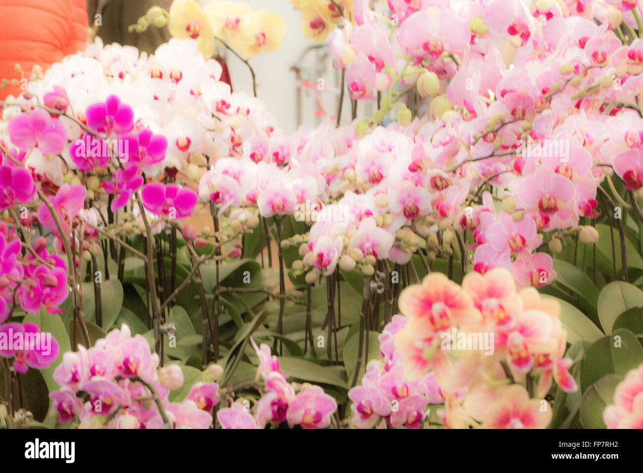 Hong Kong Flowers expo Stock Photo Alamy