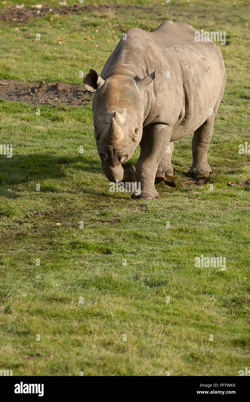 photo of a Black Rhino walking in the sunshine Stock Photo