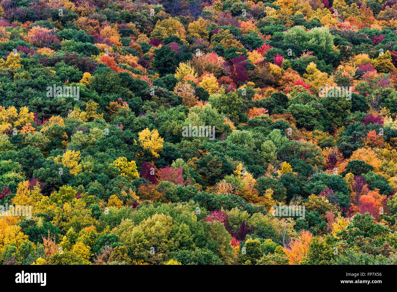 Abstract of colorful autumn trees on a mountainside, West Rutland, Vermont, USA Stock Photo
