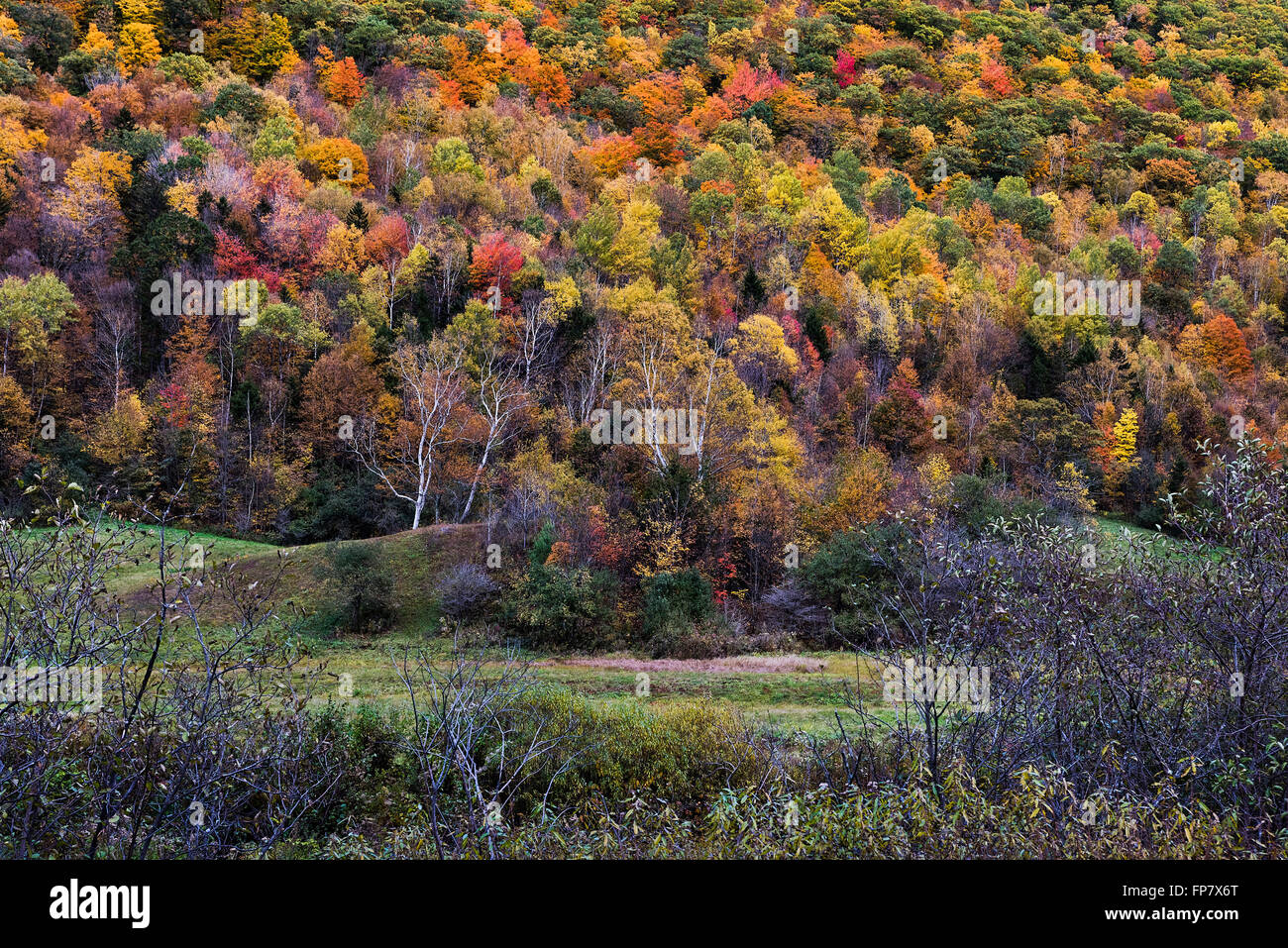 Colorful autumn trees on a mountainside, Killington, Vermont, USA Stock