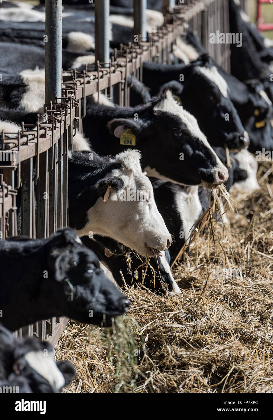 Cows feeding on hay, Vermont, USA Stock Photo