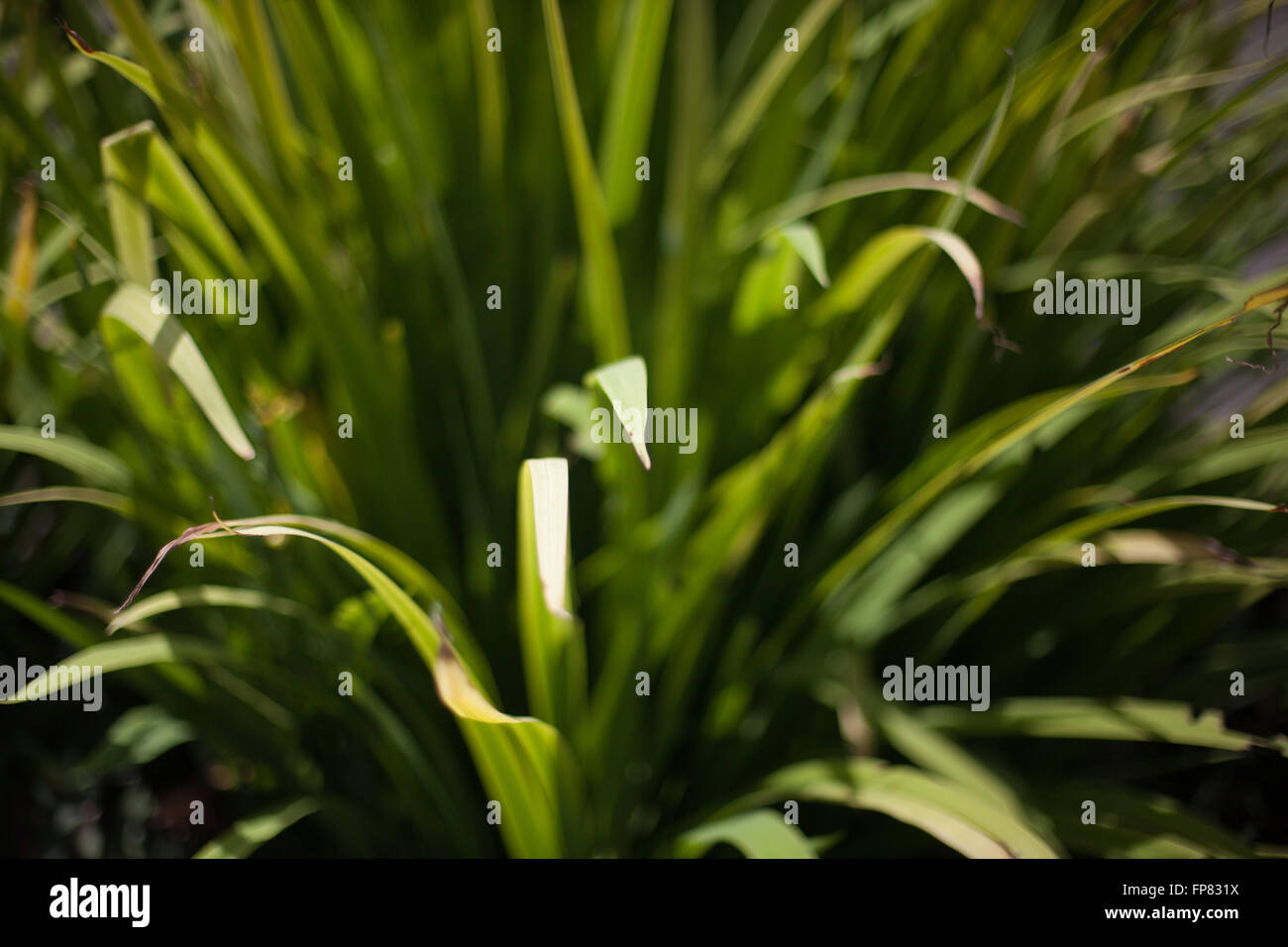 Full Frame Shot Of Plants Growing Outdoors Stock Photo