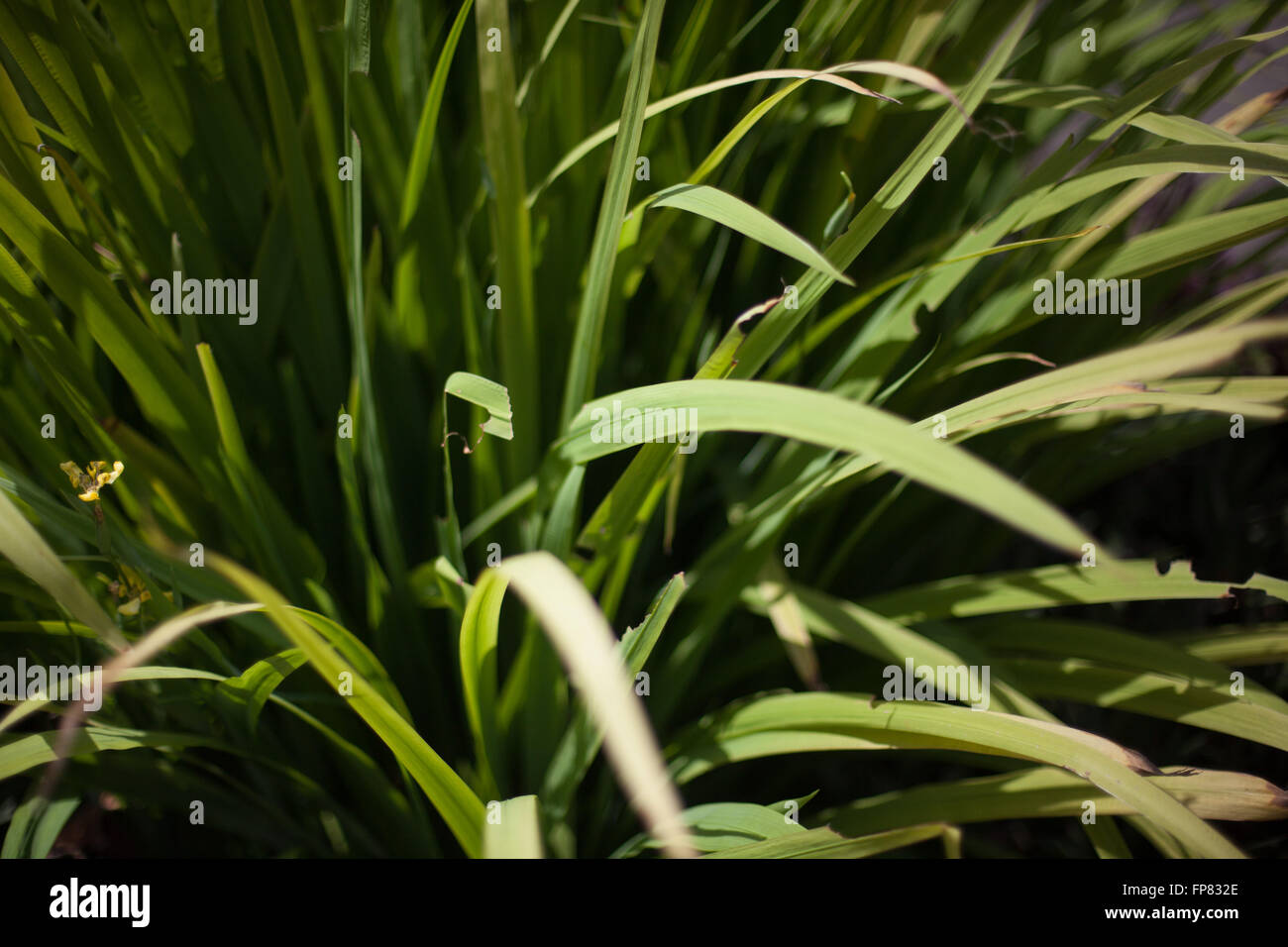 Full Frame Of Green Grass In Field Stock Photo
