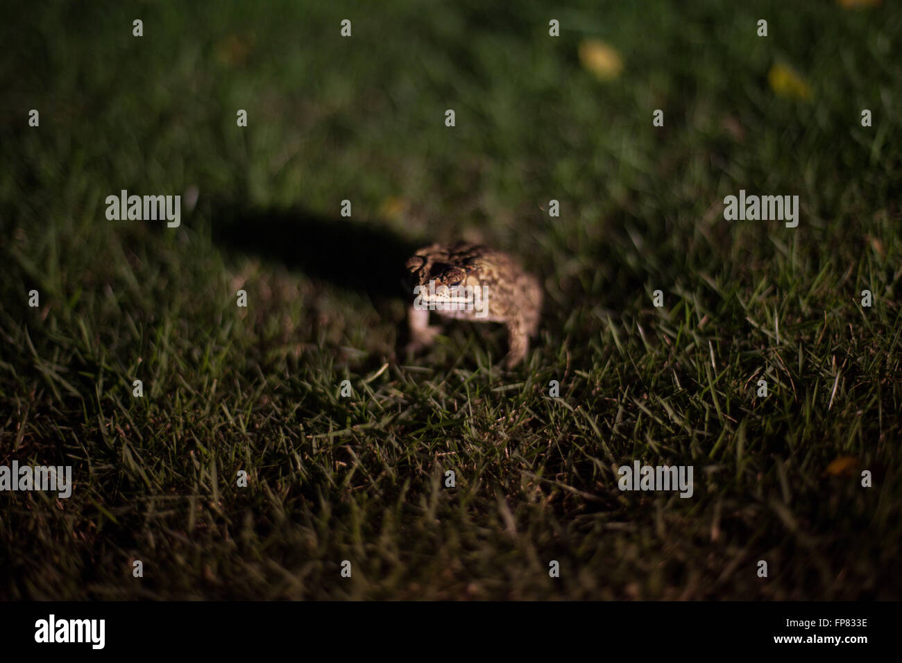 Close-Up Of Frog In Grassy Field At Night Stock Photo