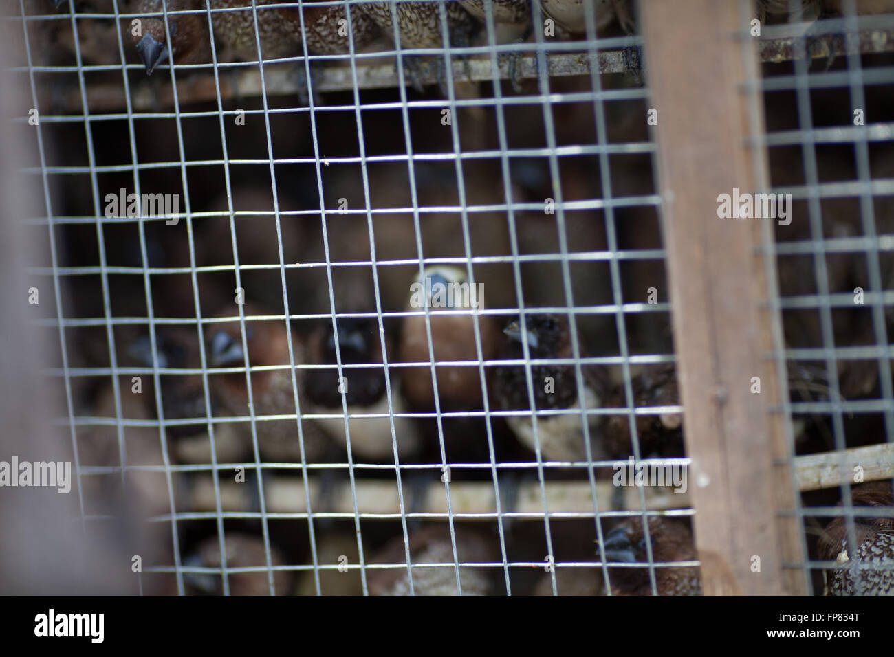 Wild animals in cage hires stock photography and images Alamy