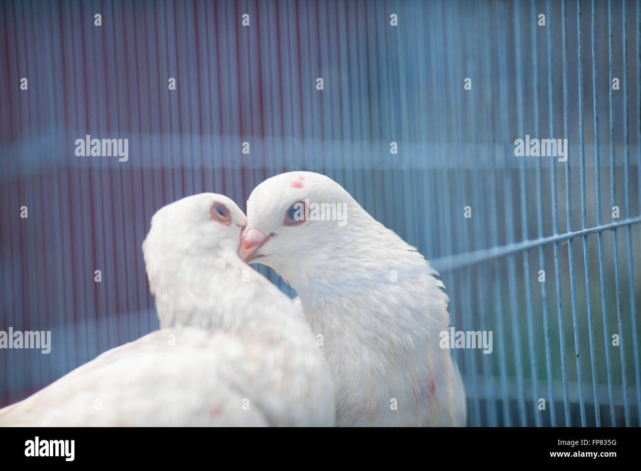 Close-Up Of White Dove Kissing In Cage Stock Photo
