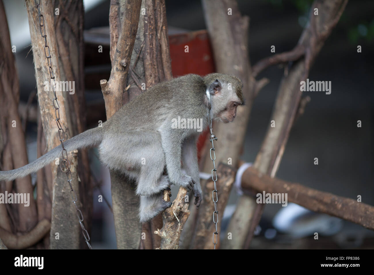 Monkey Sitting On Tree Stock Photo