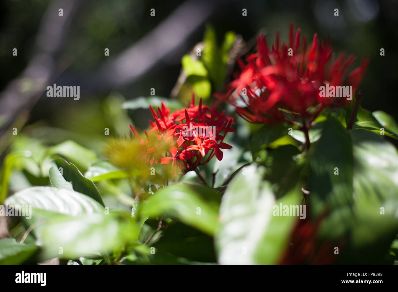 Red Flowers Blooming In Field Stock Photo