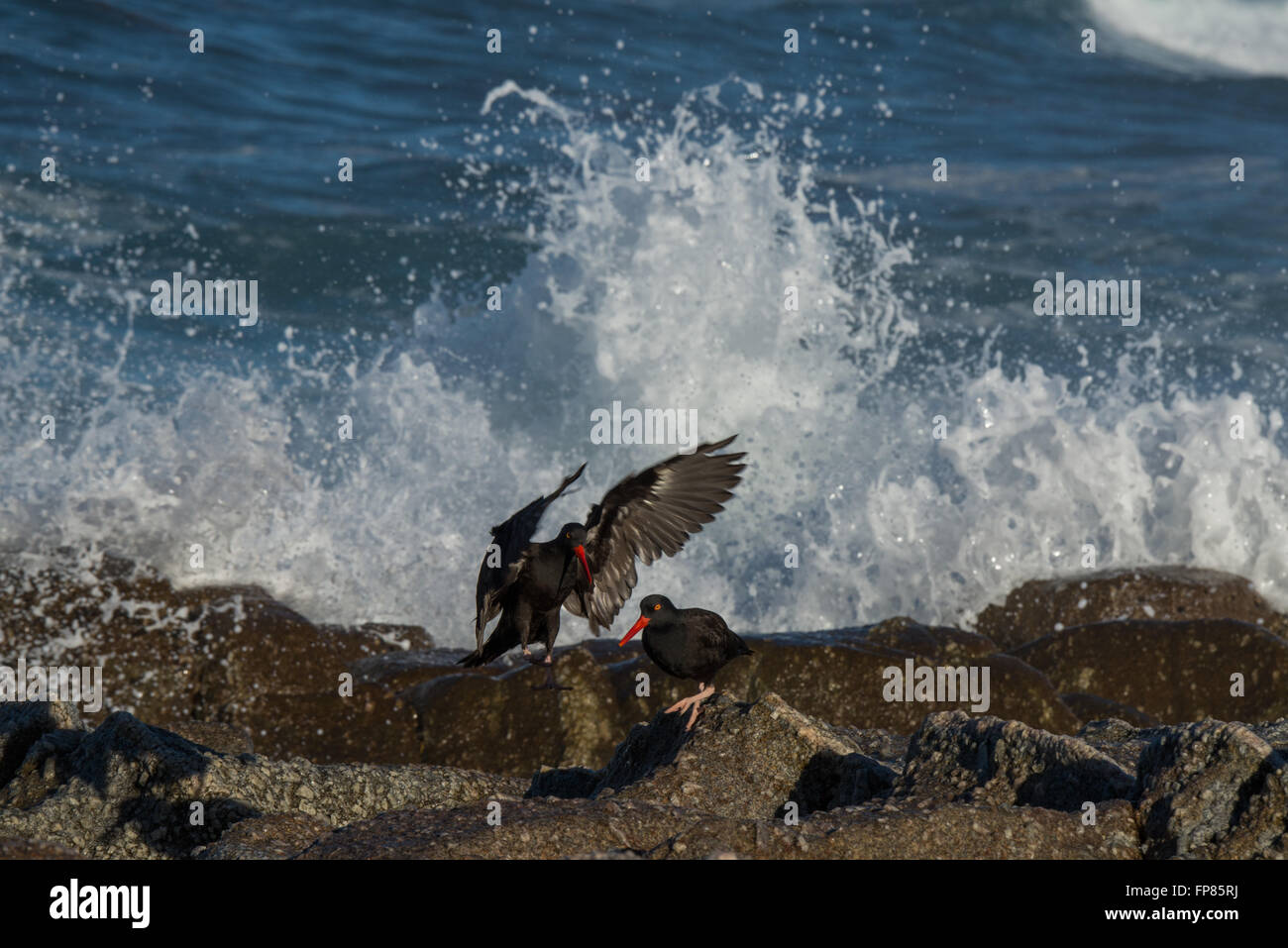 A black oystercatcher, Haematopus bachmani, flying away from wave spray along the California coast. Stock Photo