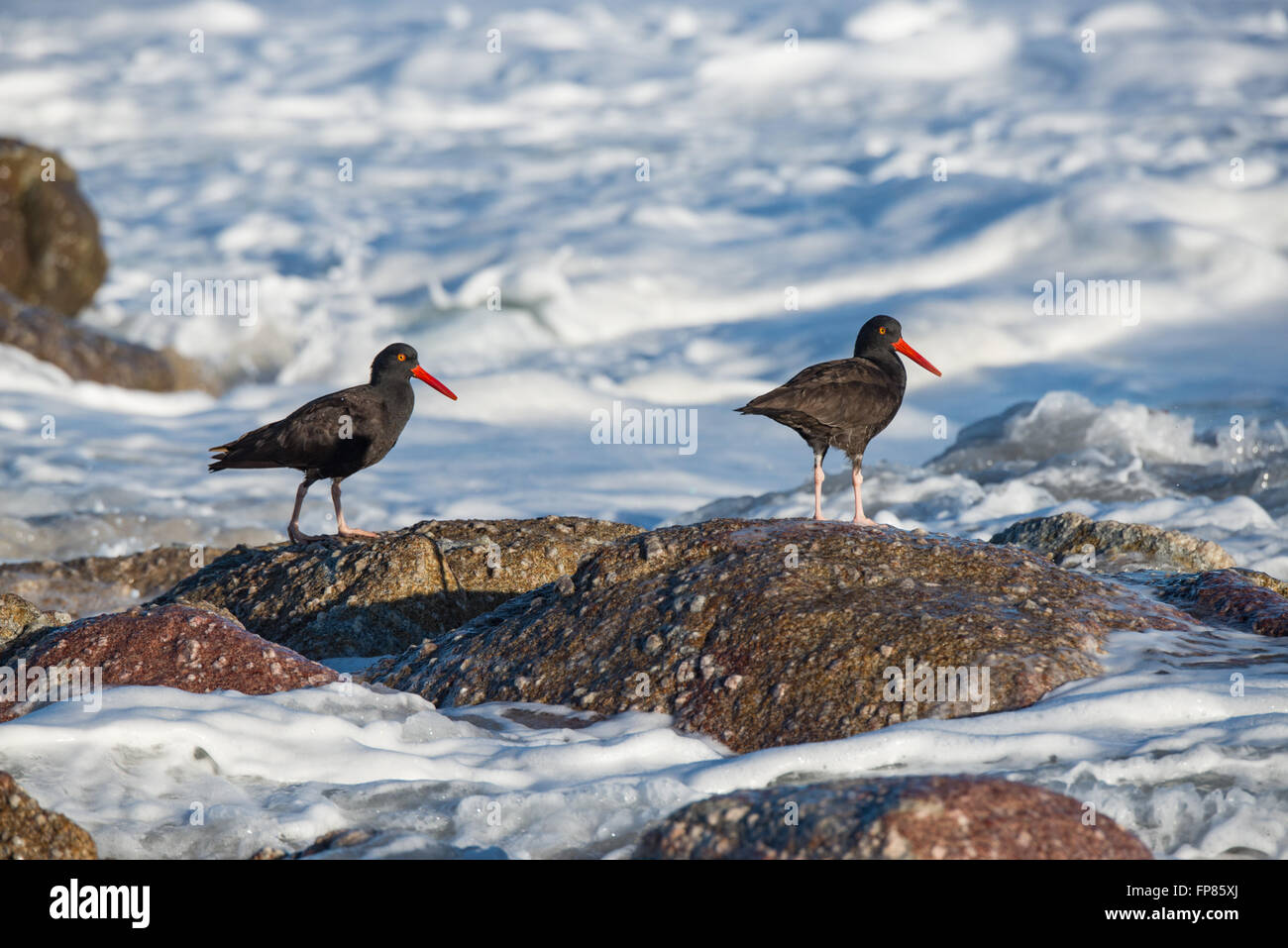 Two black oystercatchers, Haematopus bachmani, in the wave foam along the California coast Stock Photo