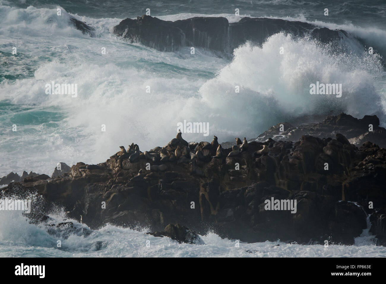 California sea lions, Zalophus californianus, in stormy conditions along the California coast. Stock Photo