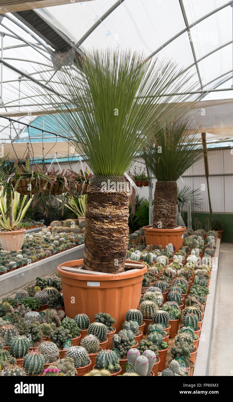 Dasylirion longissimum, the Mexican Grass Tree, is a species of flowering  plant native to the Chihuahuan Desert Stock Photo - Alamy