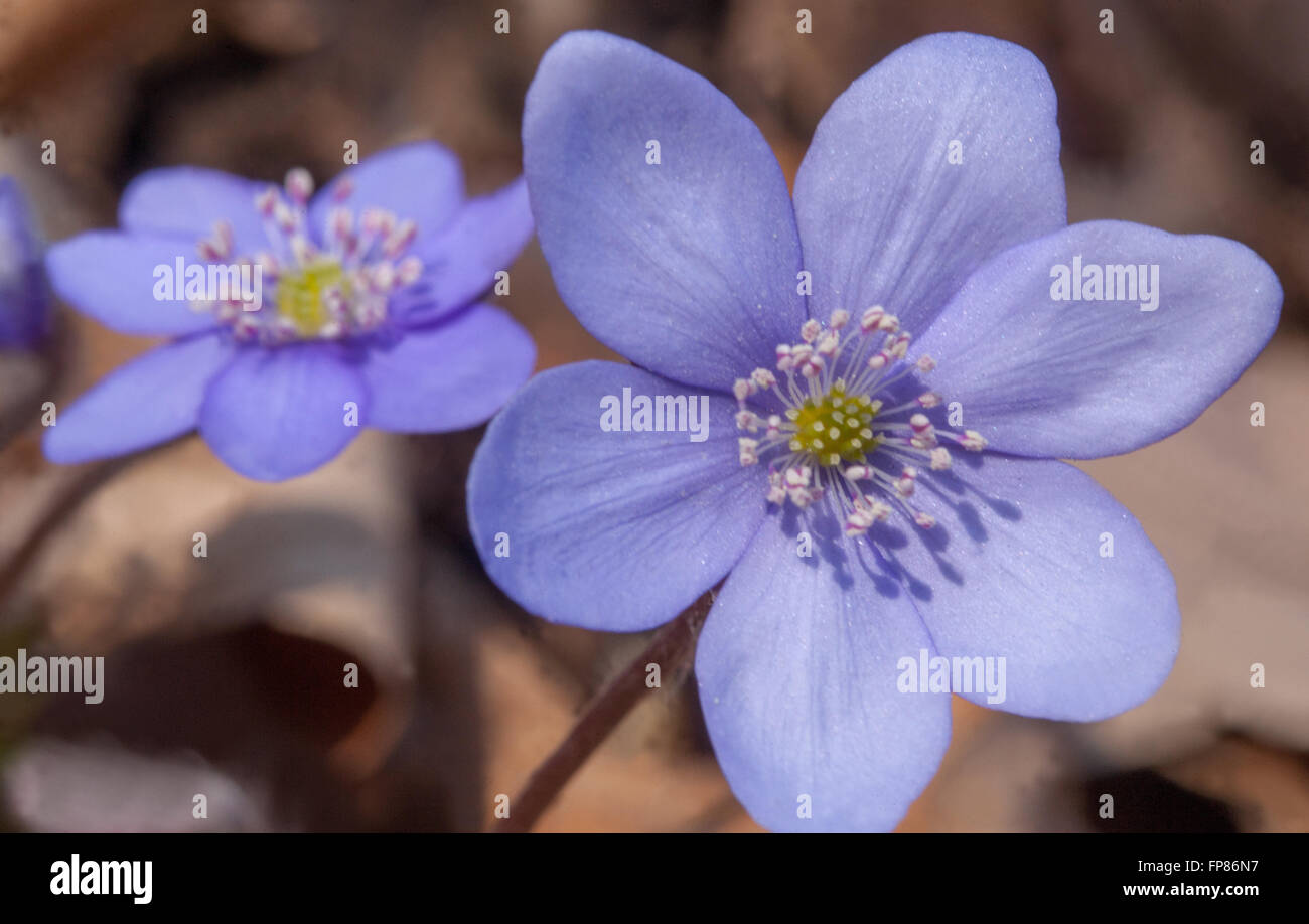 Kidneywort, Liverwort blue spring flowers Hepatica nobilis Close-up flower Stock Photo