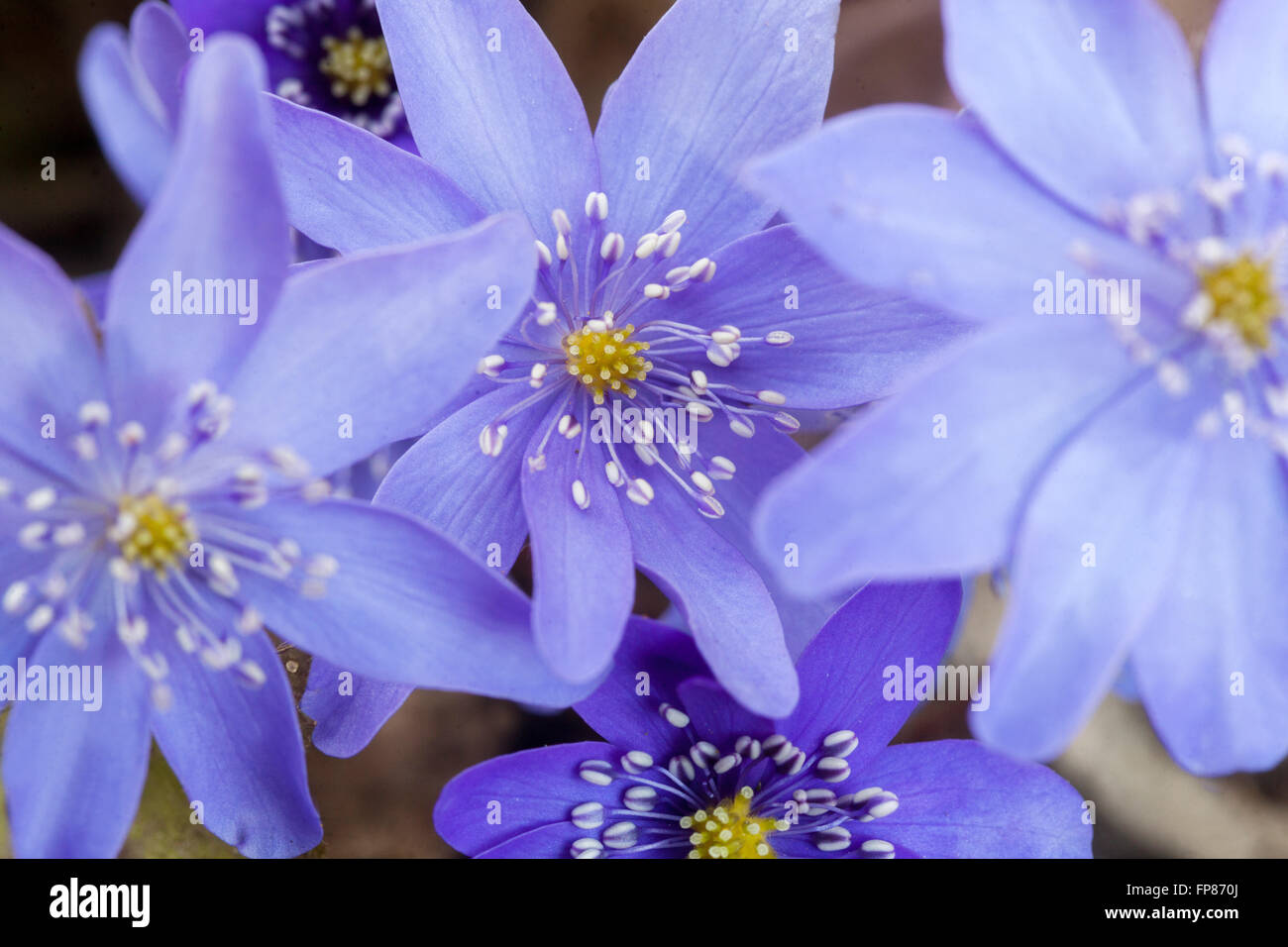Kidneywort, Liverwort blue spring flowers Hepatica transsilvanica 'Silver princess' close up flower Stock Photo