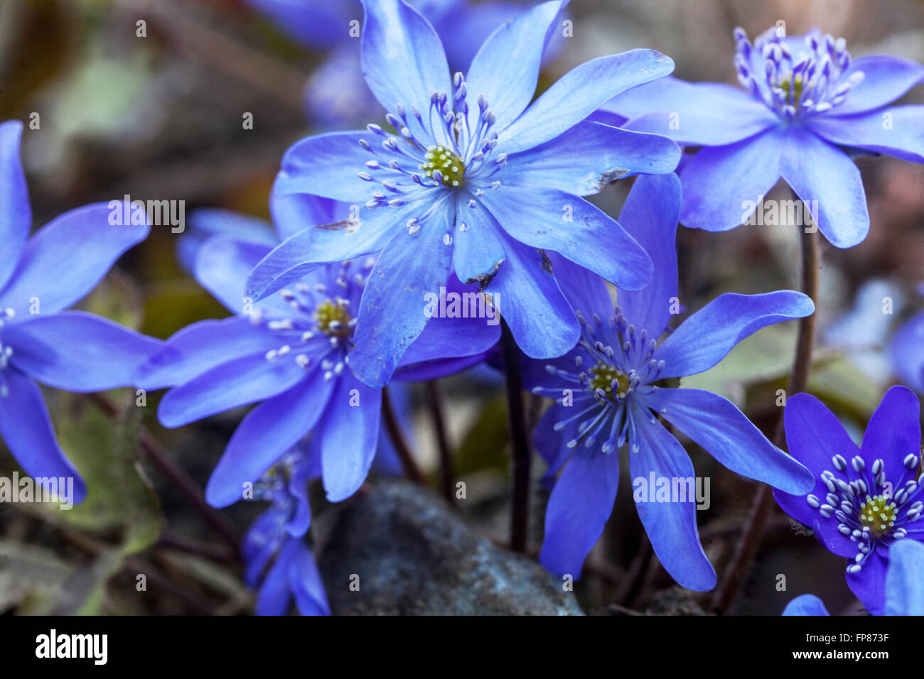 Kidneywort, Liverwort blue spring flowers Hepatica transsilvanica 'Silver princess' Stock Photo