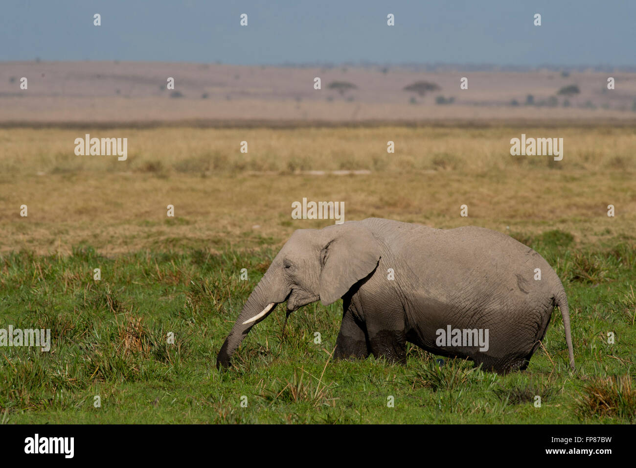 Elephant grazing in Amboseli National Park of Kenya Stock Photo