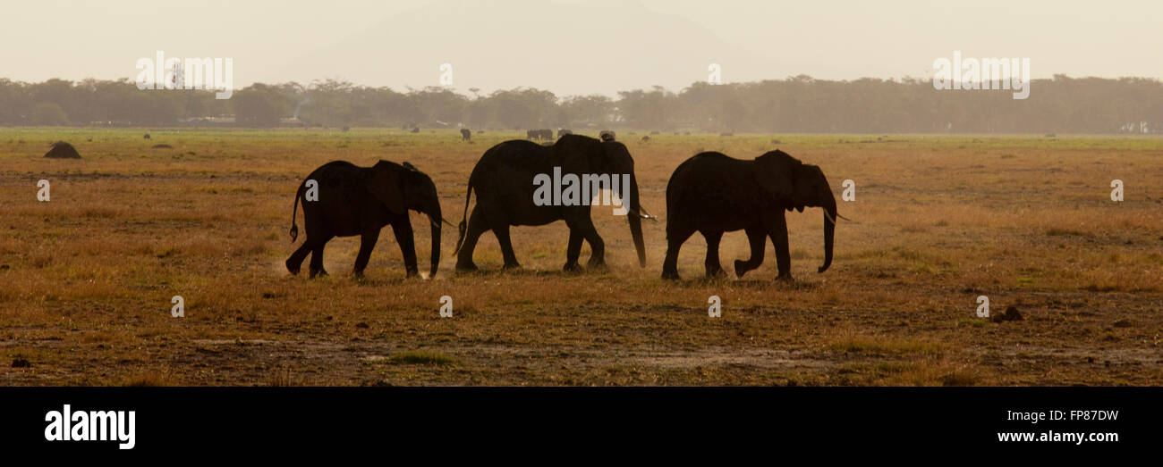 Group of elephants walking in the savannah in Amboseli National Park in Kenya Stock Photo